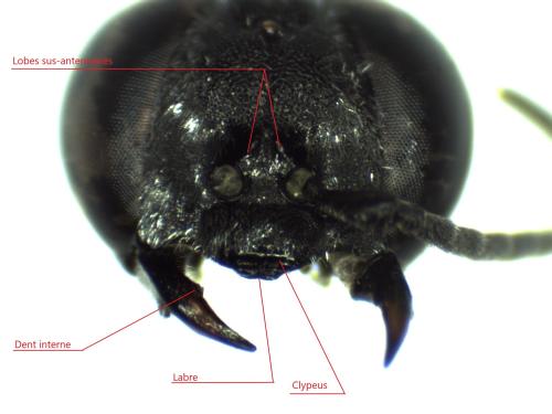 Tachysphex sp.